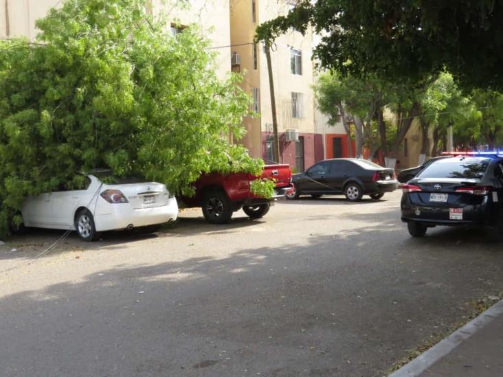 Diario del Yaqui Fuertes vientos derriban árbol y cae sobre dos