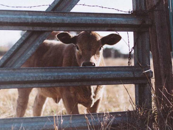 Diario Del Yaqui Precio De Alfalfa Disminuye Hasta Un De Su Valor