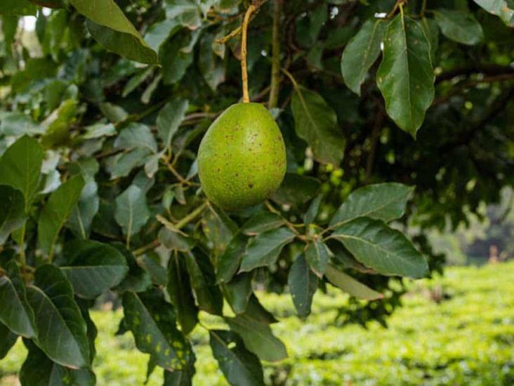 Diario del Yaqui Cuánto tiempo tarda un árbol de aguacates en dar