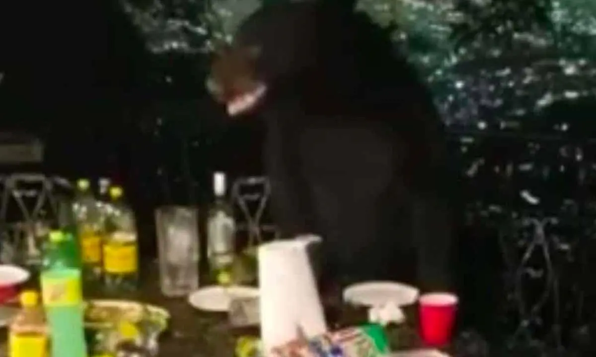 Oso irrumpe convivio y busca carnita asada