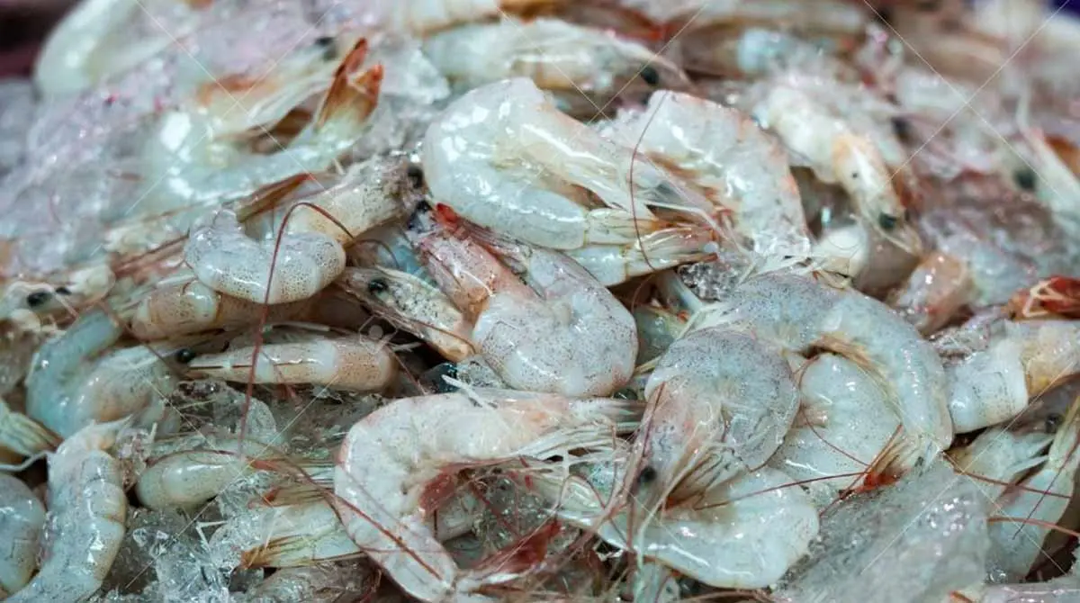 ¿Detectan COVID-19 en camarones?. China suspende importación