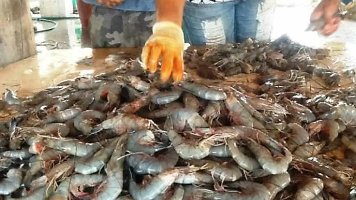 Nadie frena la pesca furtiva de camarón