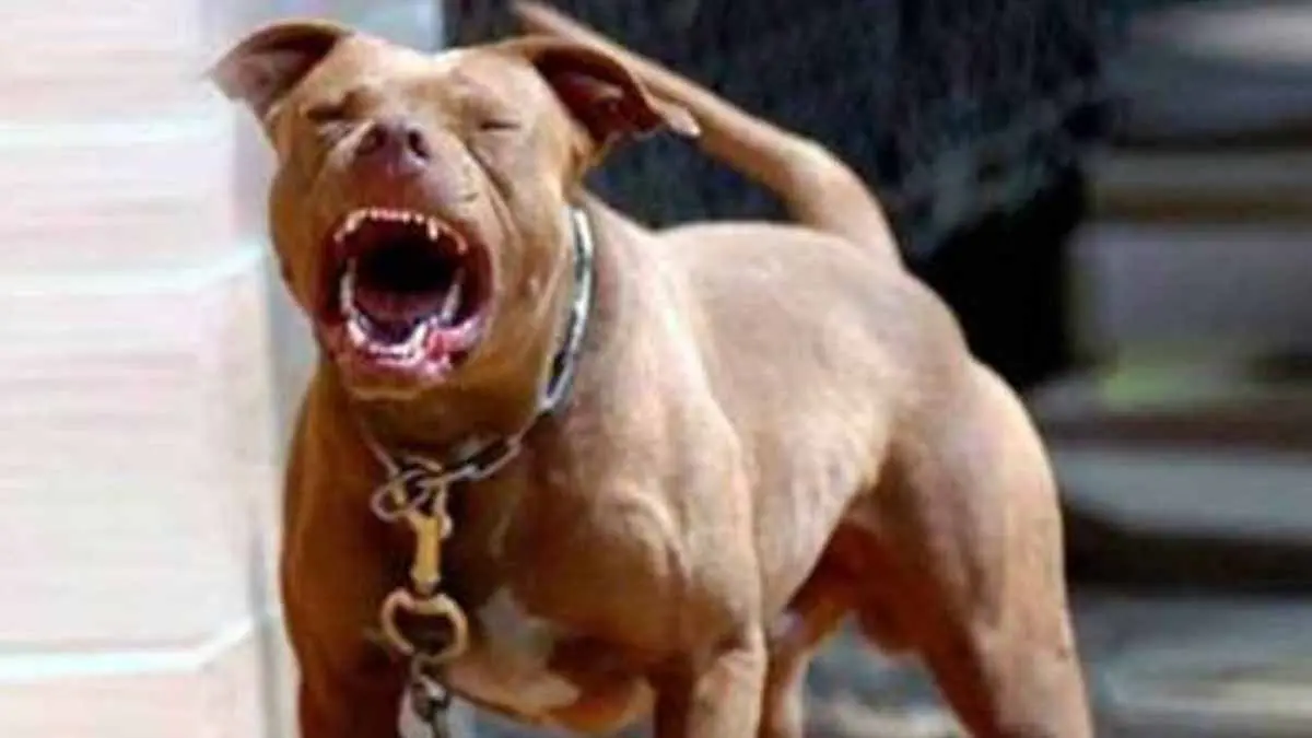 Pitbulls atacan a jovencita; está en coma