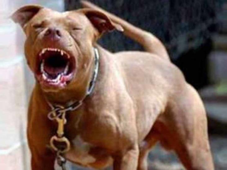 Pitbulls atacan a jovencita; está en coma Pitbulls atacan a jovencita; está en coma