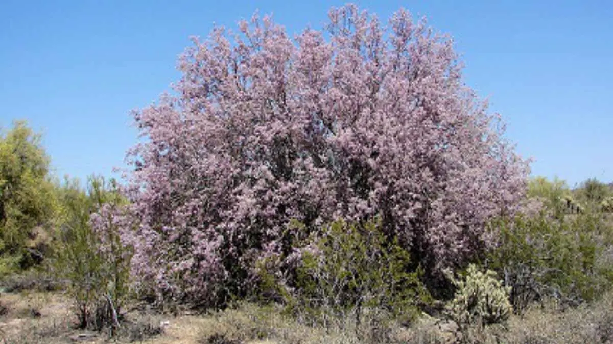 Necesario plantar árboles endémicos