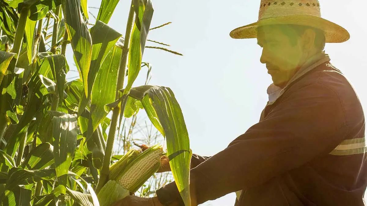 Impulsan Sader y Cimmyt siembra de maíz y frijol