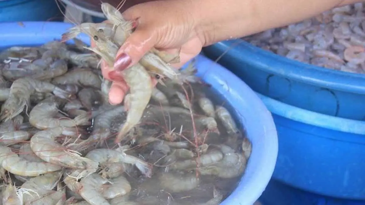 Despojan a dos  jovencitas de 7 kilos de camarón en Ciudad Obregón