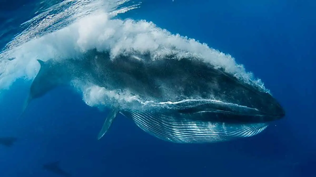 Por poco, buzo es engullido por una ballena