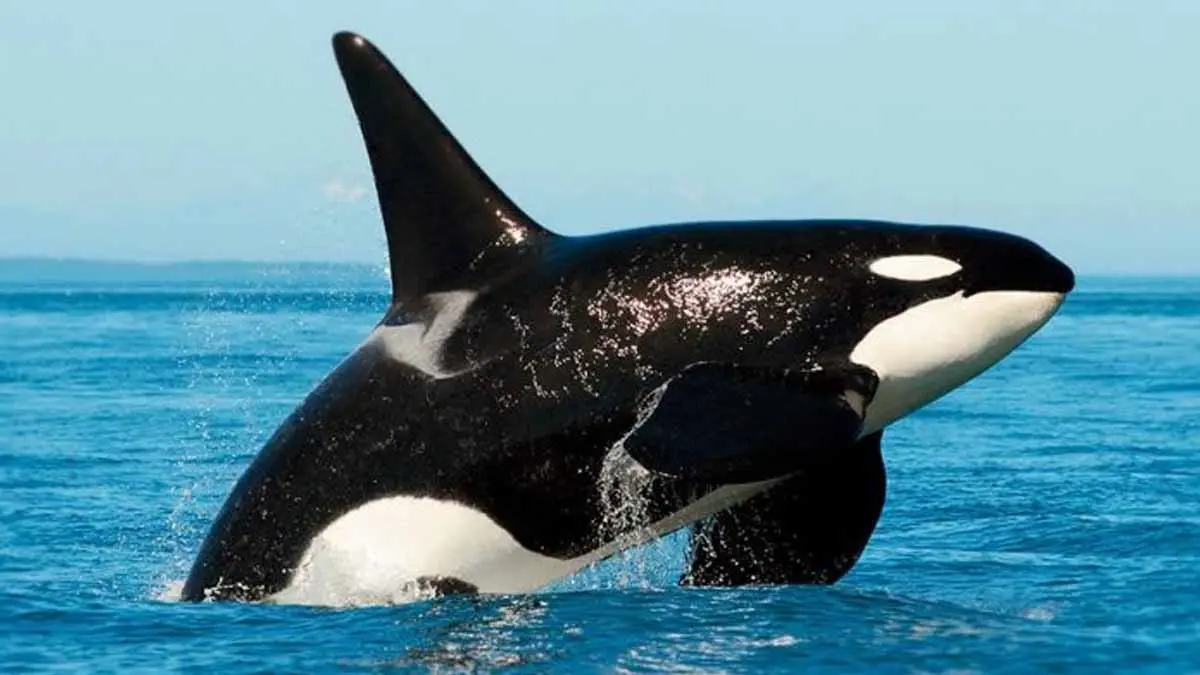 Video Ballenas asesinas persiguen a pescadores