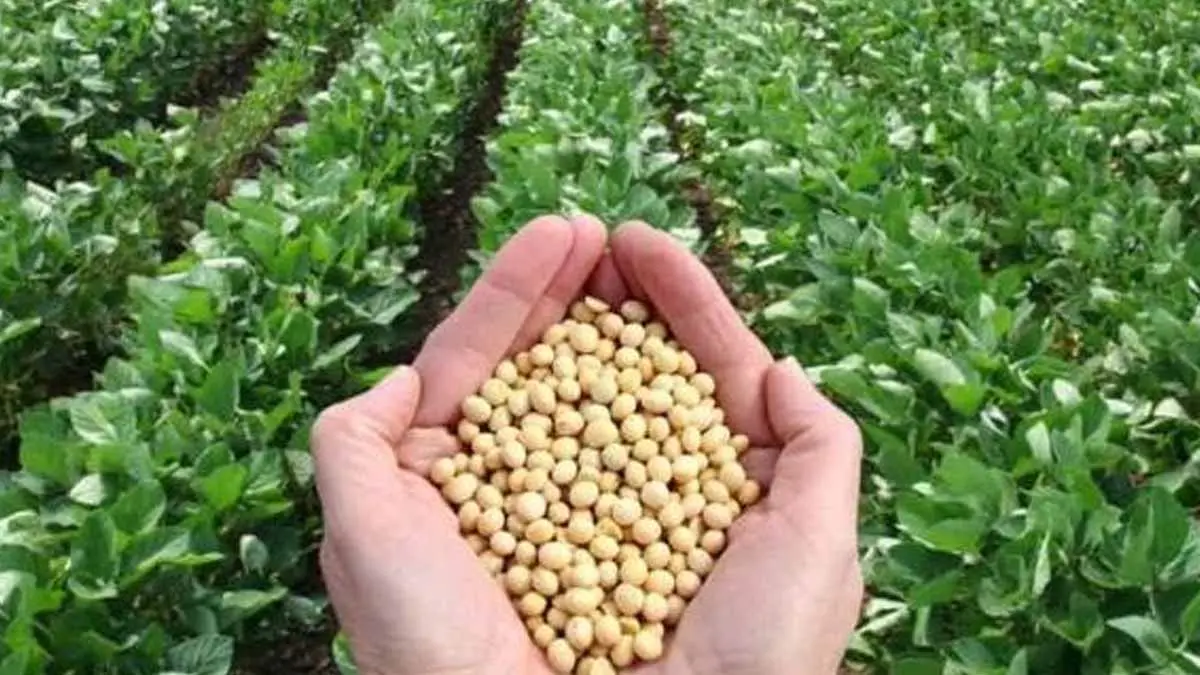 Por iniciar cosecha de soya