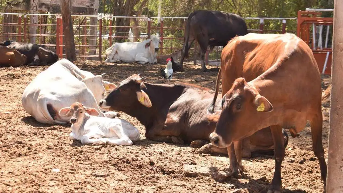 Aumenta mortandad de ganado por sequía