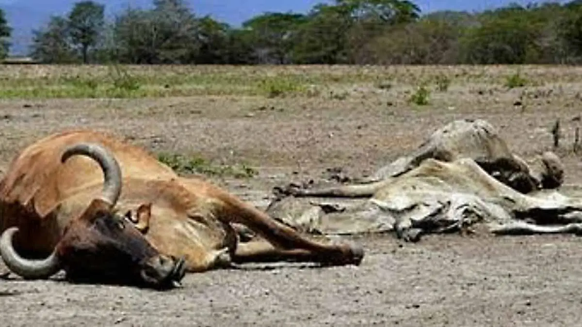 Hambre y sed están matando al ganado en Álamos