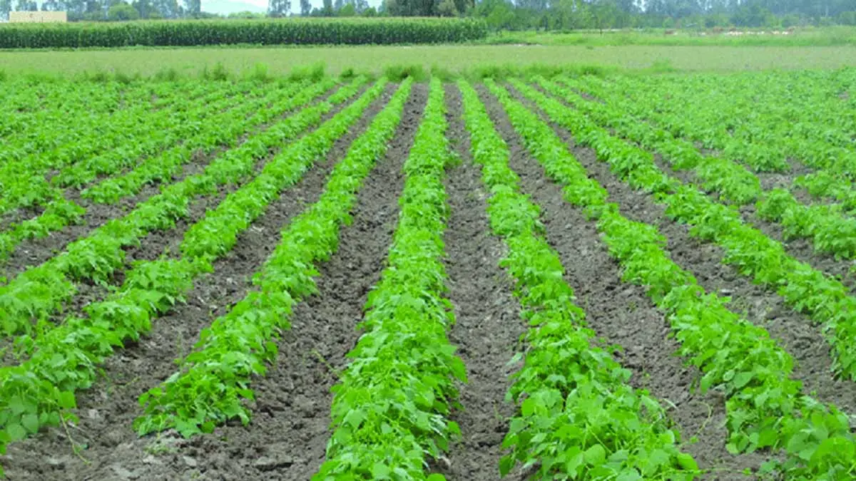 Afecta calor al cultivo de frijol