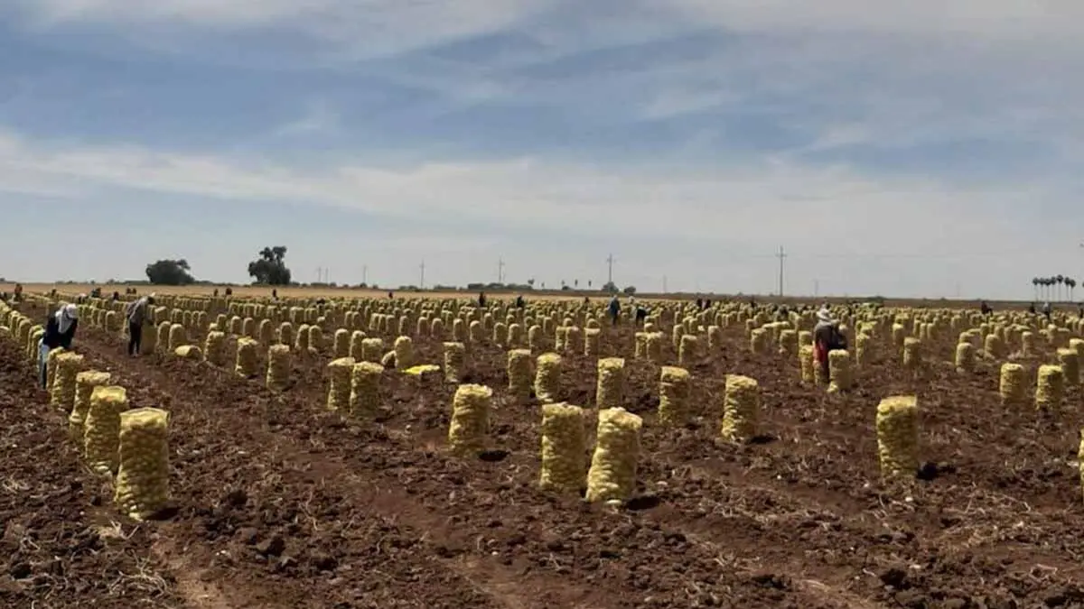 En la Región del Mayo  alistan riegos para trigo