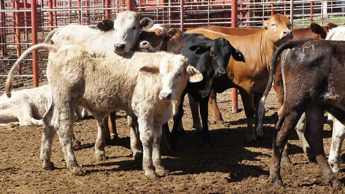 Reconocen trabajo de control y erradicación de tuberculosis bovina