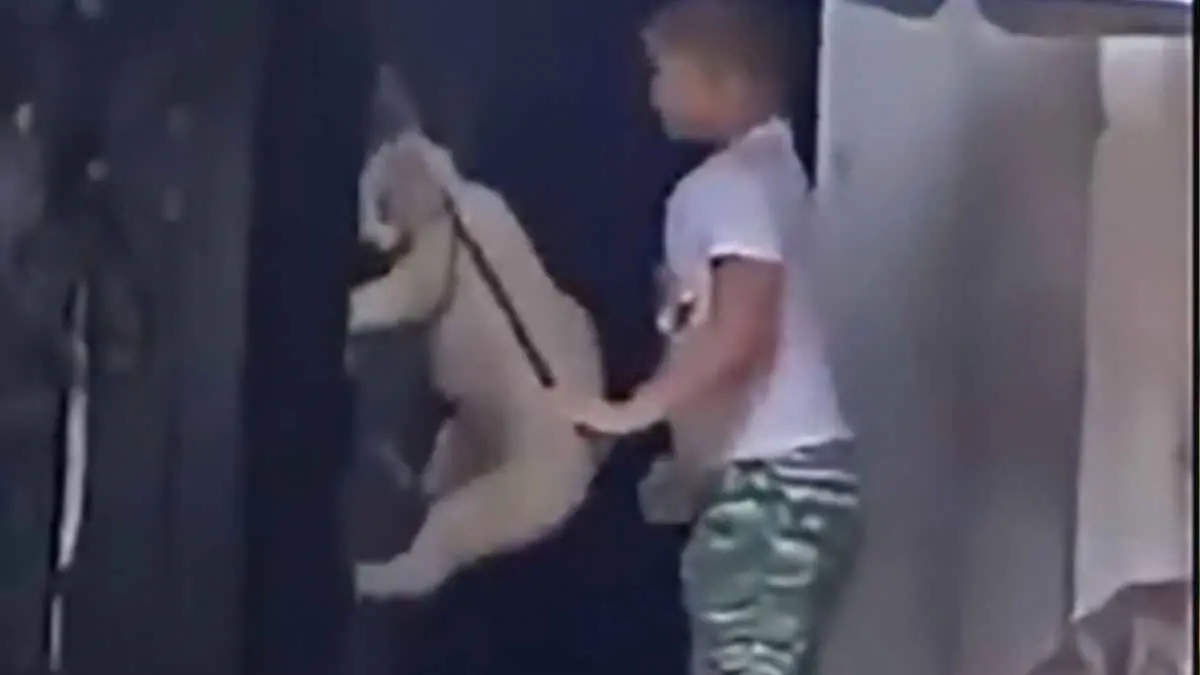 Niño cuelga a perrito