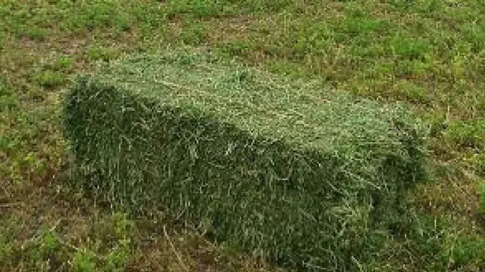 Buena época forrajera Buena época forrajera