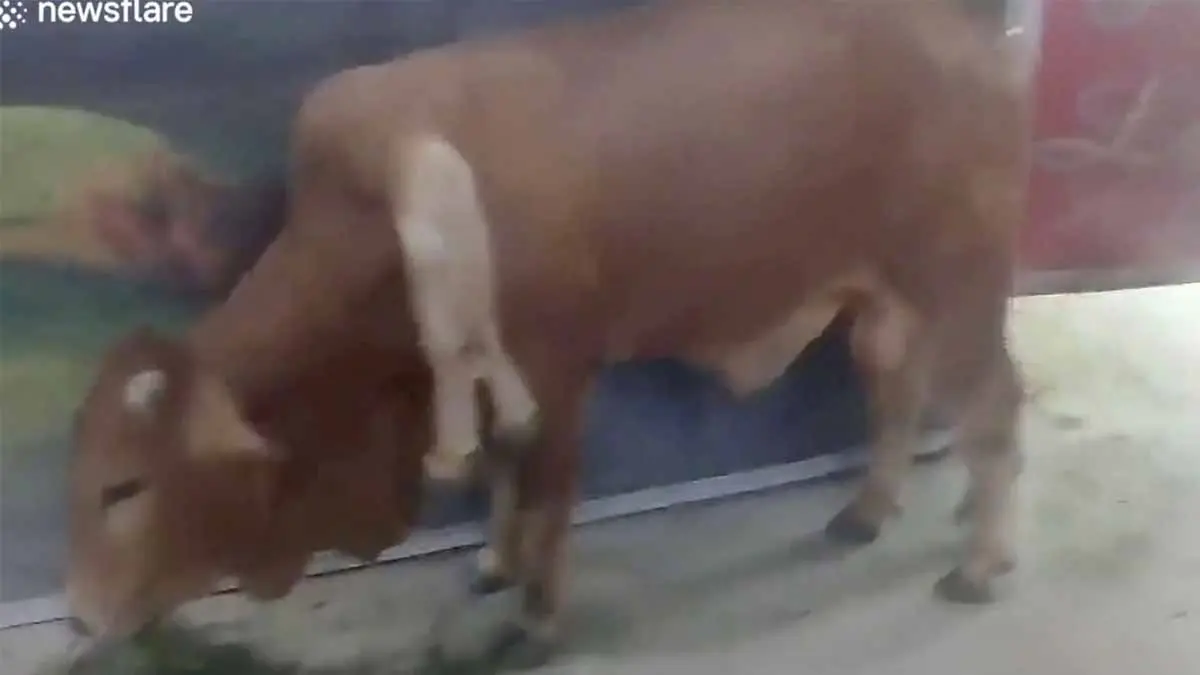 VIDEO: Descubren res de 6 patas y 2 colas
