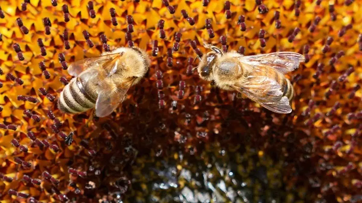 Ataque de abejas deja a un sinaloense sin vida