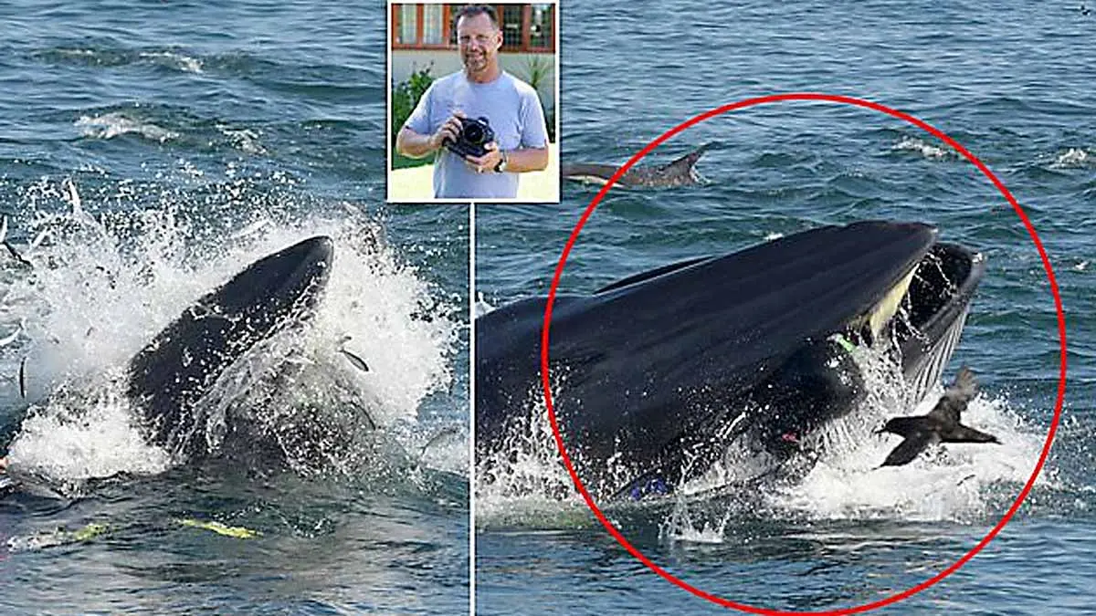 Por poco, buzo es engullido por una ballena