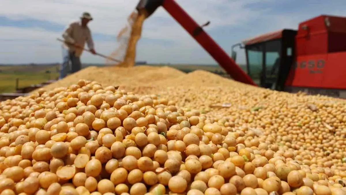 Pendientes pagos por soya 2019