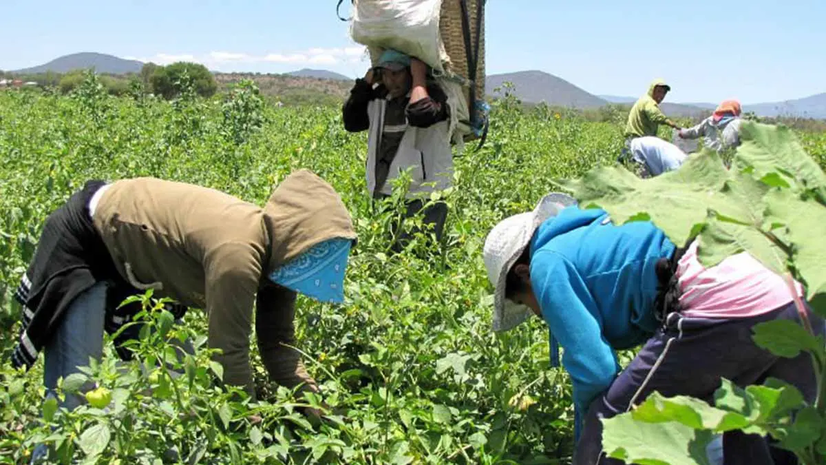 Impera drogadicción en campos agrícolas