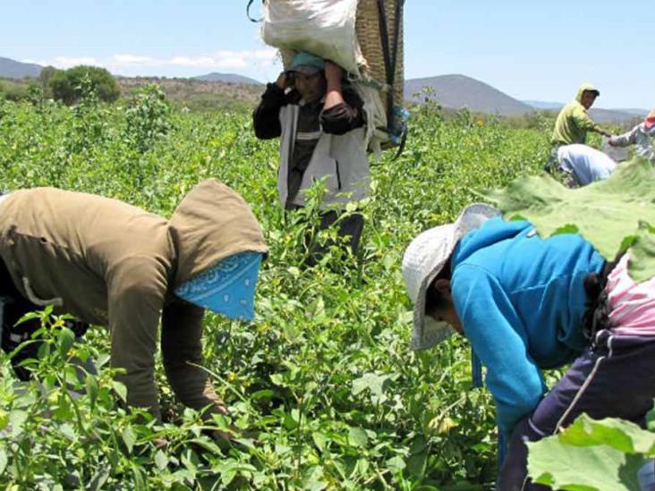 Impera drogadicción en campos agrícolas Impera drogadicción en campos agrícolas