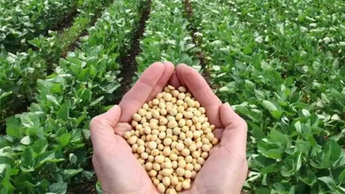 Con buenos rendimientos concluye cosecha de soya