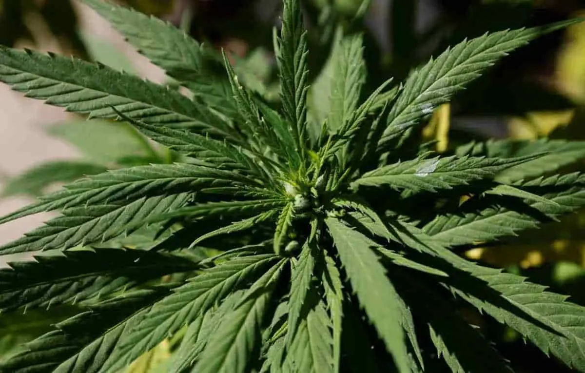 Es factible la legalización de siembra de mariguana