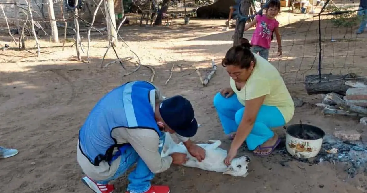 Vuelve vacuna a perros