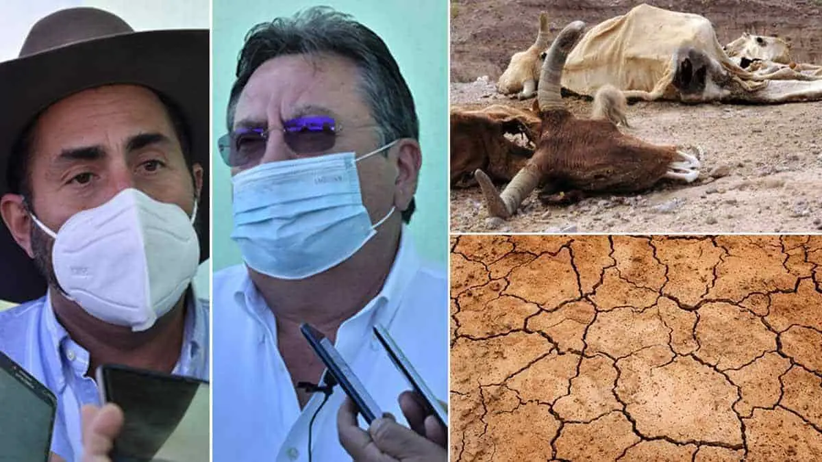 Ganadería en Sonora está a la deriva