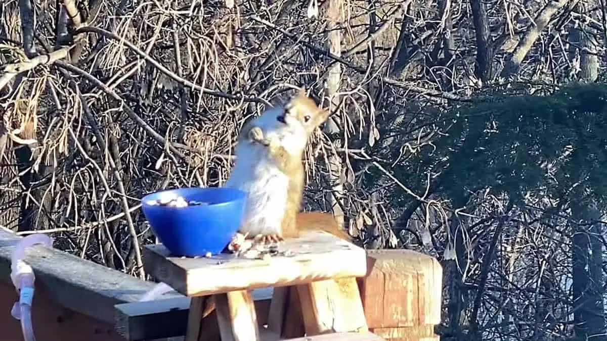VIDEO: Ardilla come peras fermentadas y se pone una guarapeta de antología