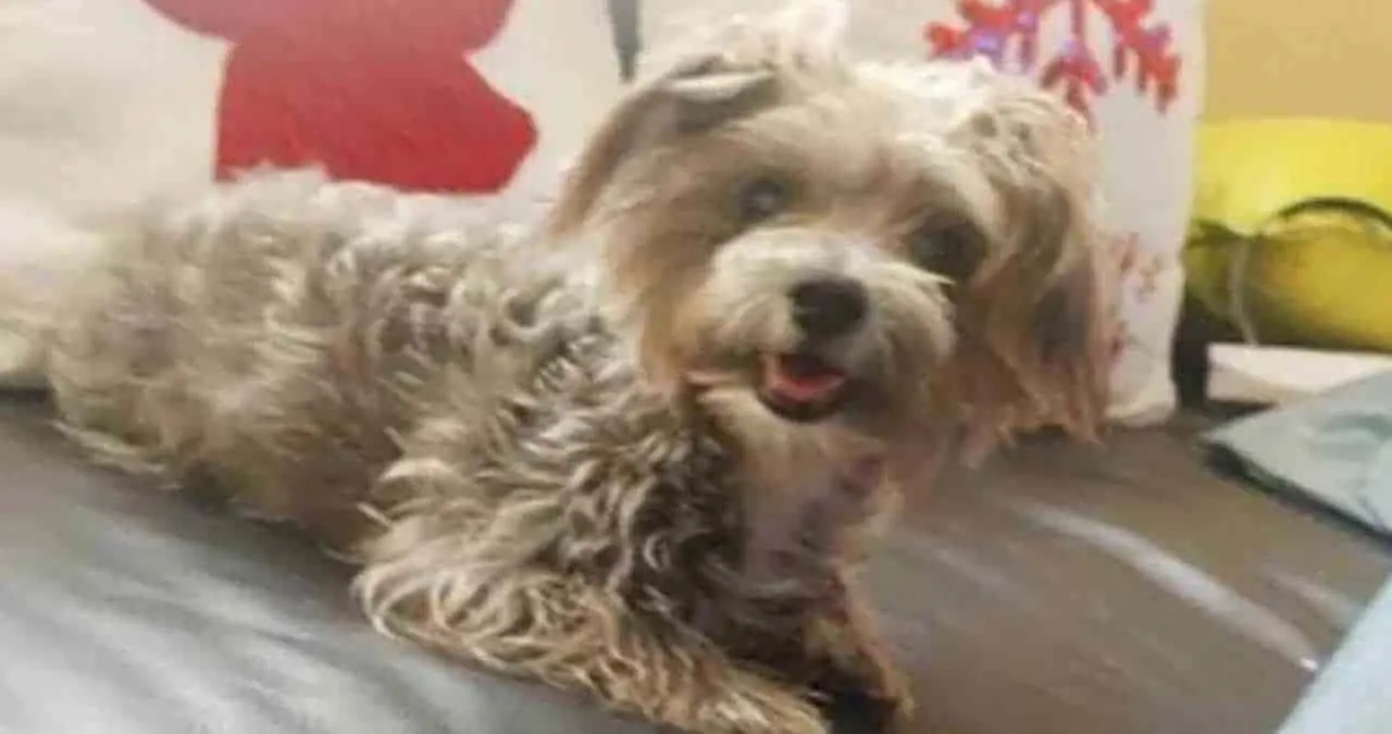 Jugosa recompensa a quien regrese a un perrito desaparecido en Culiacán