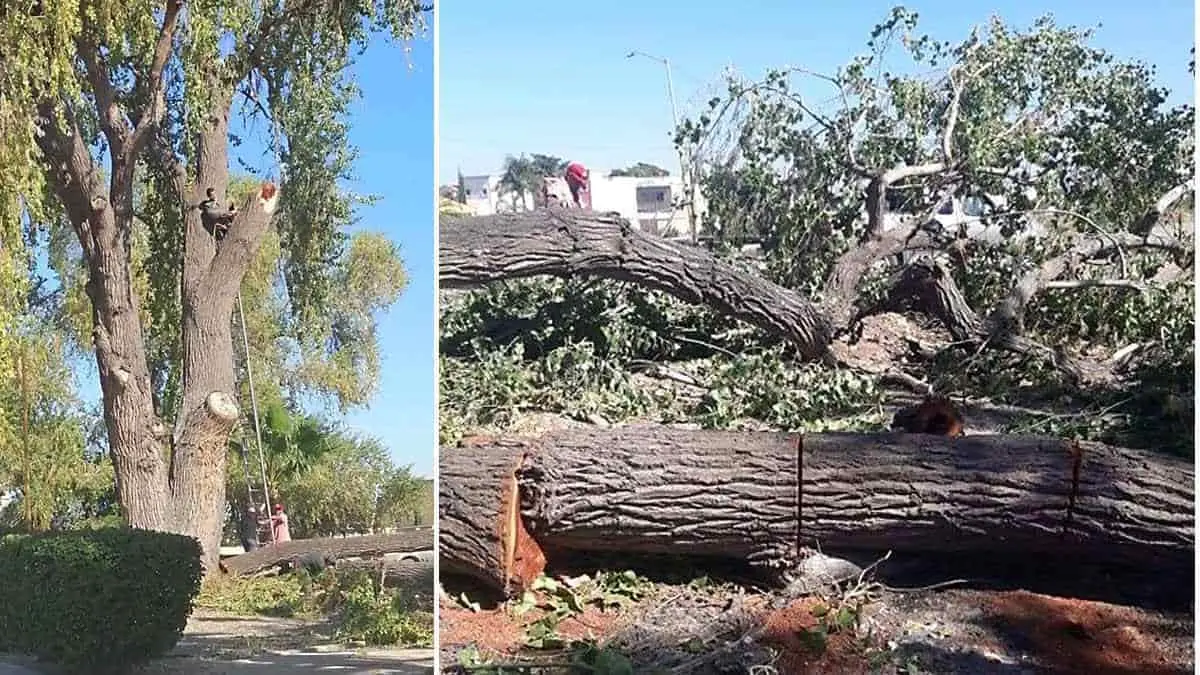 Vecinos de la Alameda impiden tala de álamo de cerca de 100 años