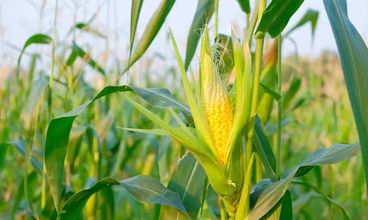 Debe Federación garantizar pagos a productores en Sonora