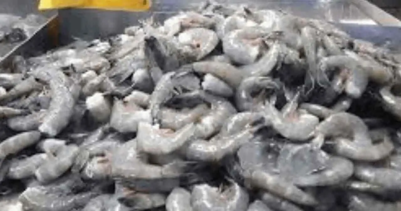 Buscan nuevos mercados para comercializar camarón