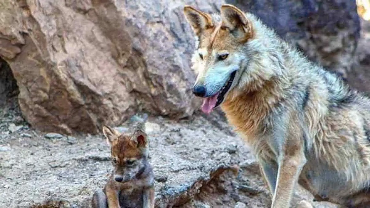 Llega hembra de lobo gris al Centro Ecológico de Sonora