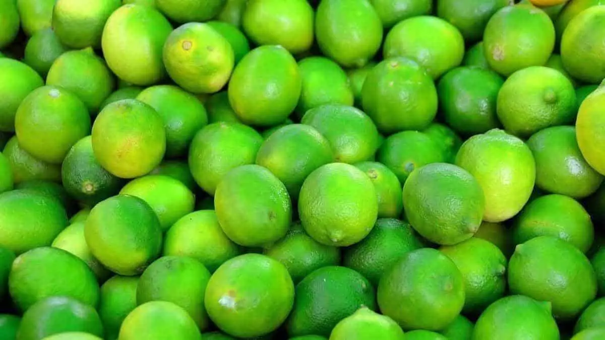 Campaña contra HLB en cítricos