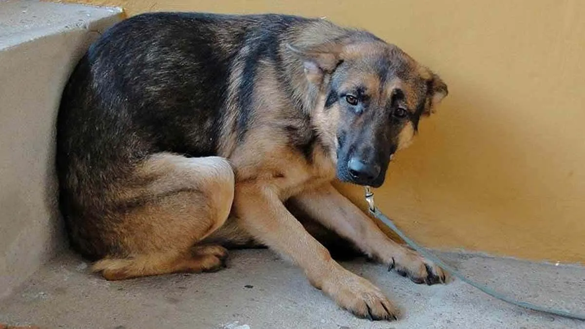 Estallido de cohetes causa pánico en las mascotas