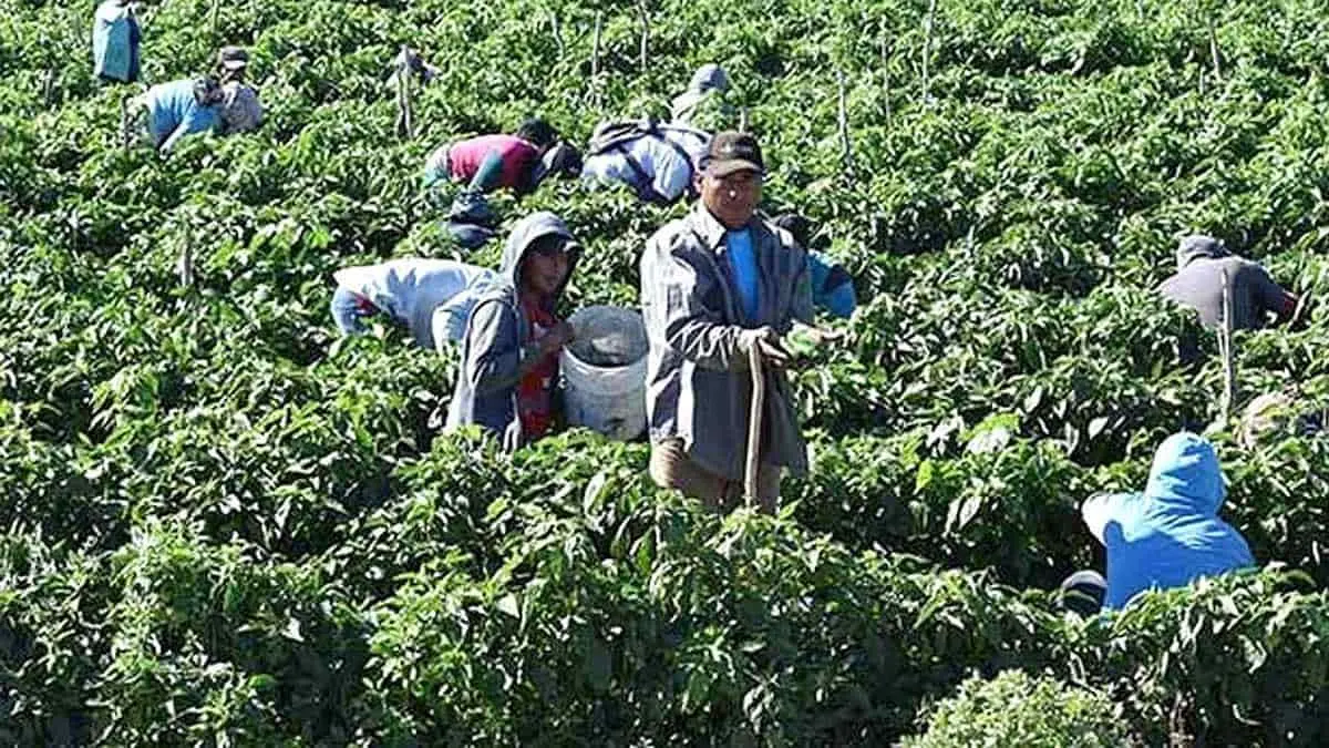 Mayos salen de su tierra a trabajar a otras regiones de Sonora