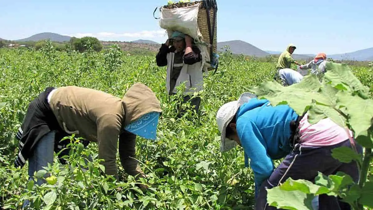 Jornaleros agrícolas atienden protocolo para no contraer Covid
