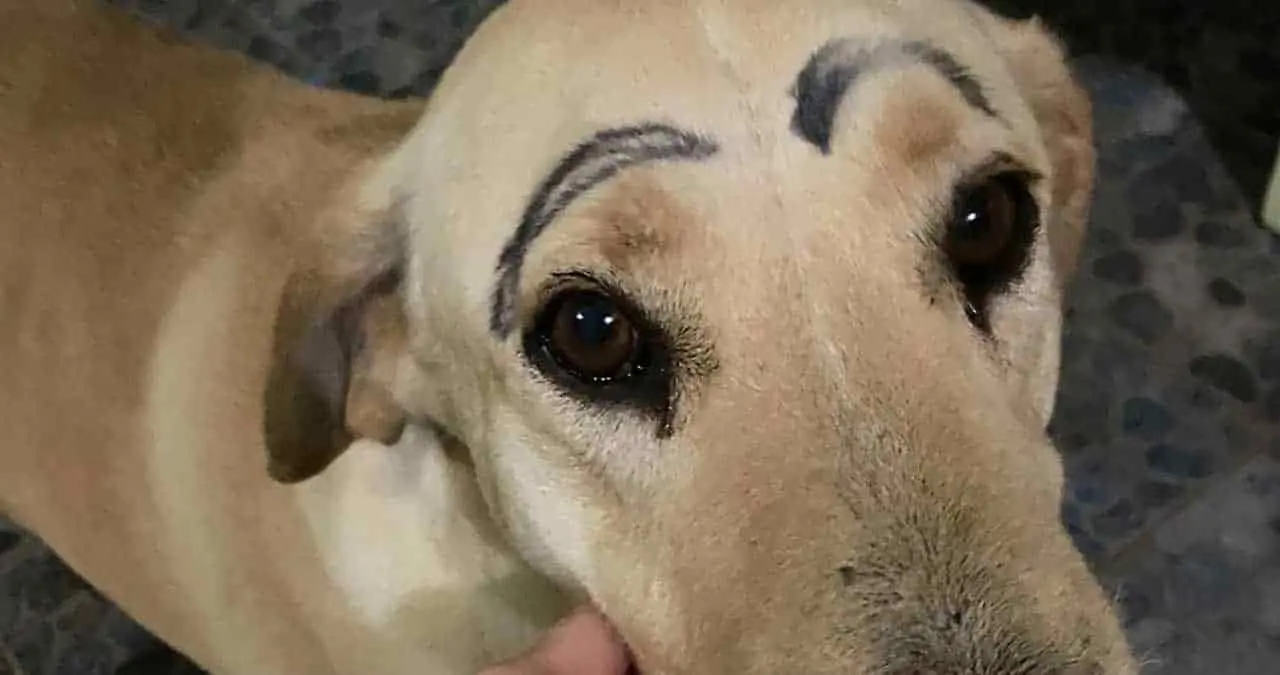 Perrito sale de su casa y regresa con las cejas pintadas