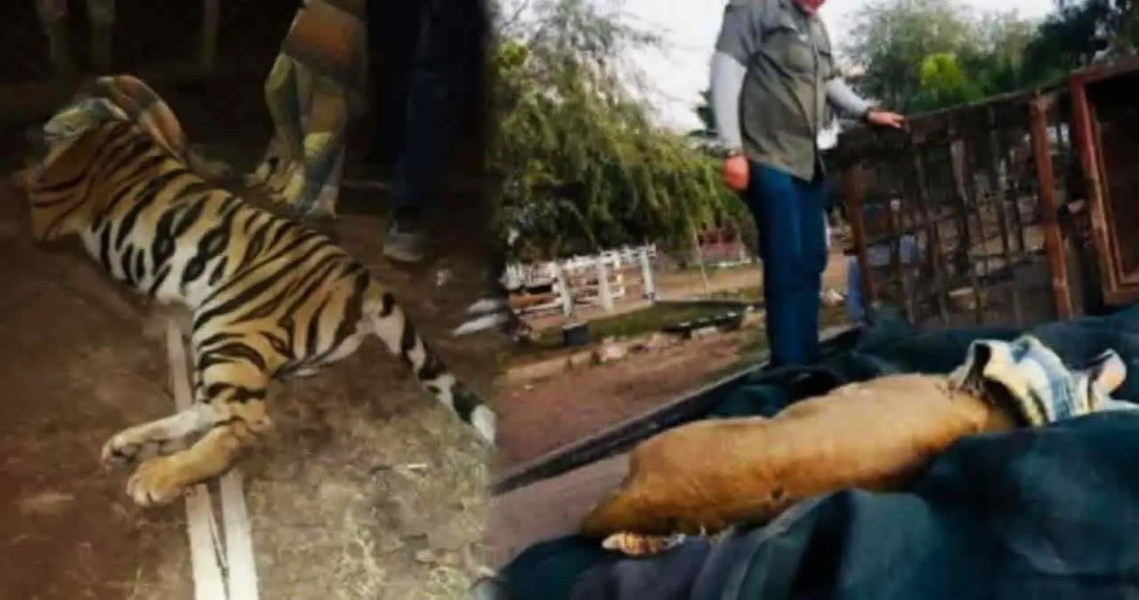 Rescatan dos tigres de bengala y leona africana en Navojoa, Sonora