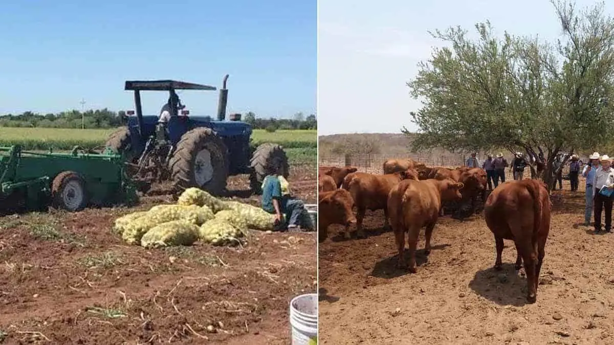 Falta emergencia para lo agropecuario