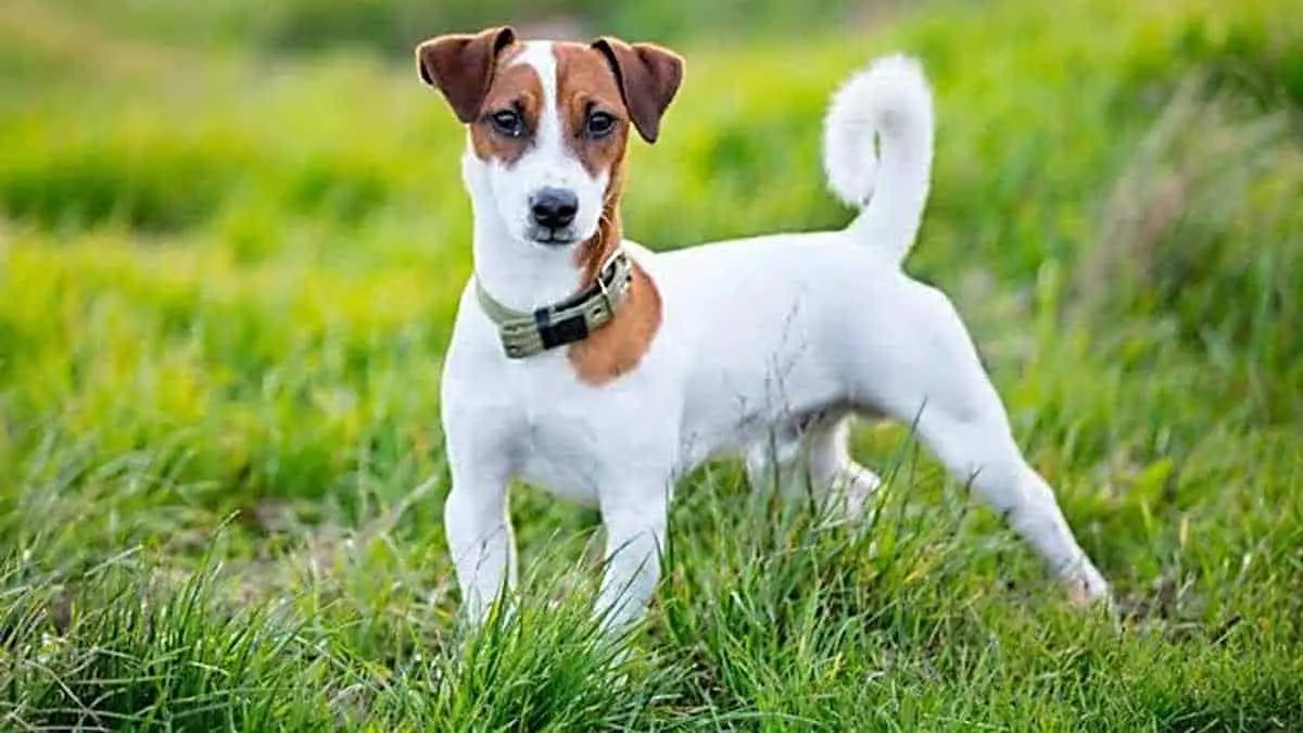 VIDEO: Perrito sí era su amigo fiel