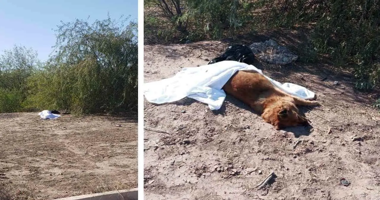 Supuesto ejecutado moviliza corporaciones, resultó ser un perro