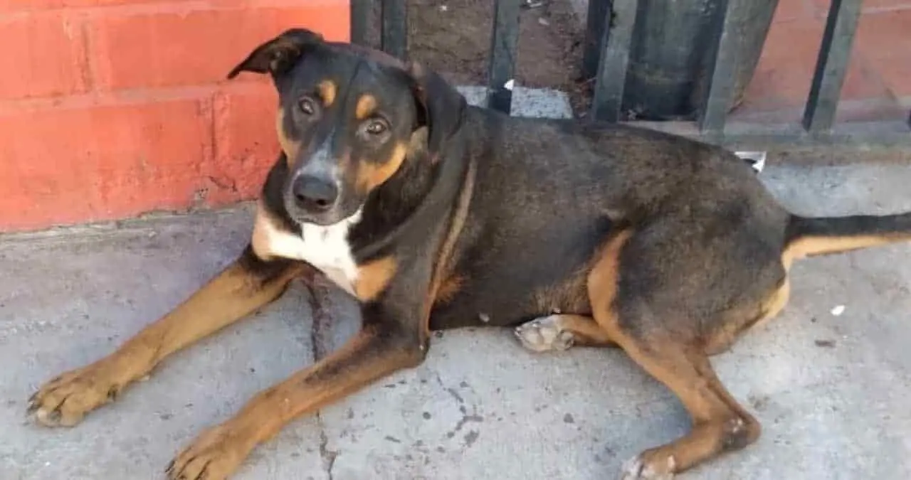 Maltrato animal fue algo común en 2020