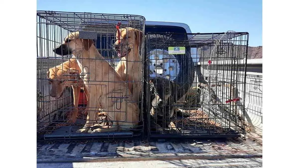 Rescatan a perritos de la presa del Oviachic