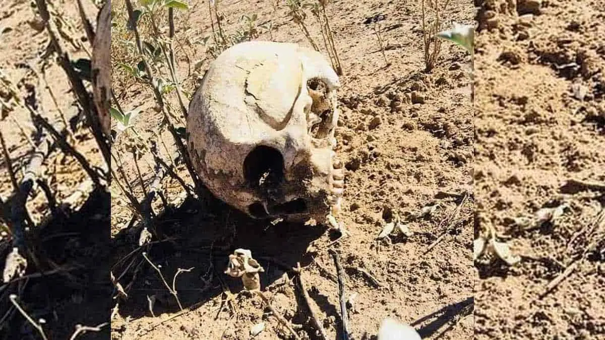 Encuentran osamenta en un campestre de Hermosillo