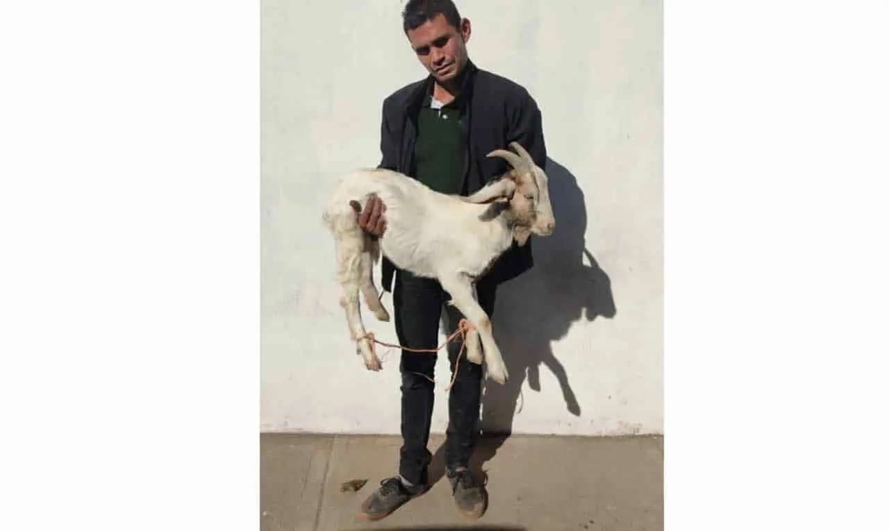 Se quiso robar un chivo en Ciudad Obregón